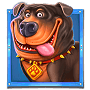 Dog in blue box